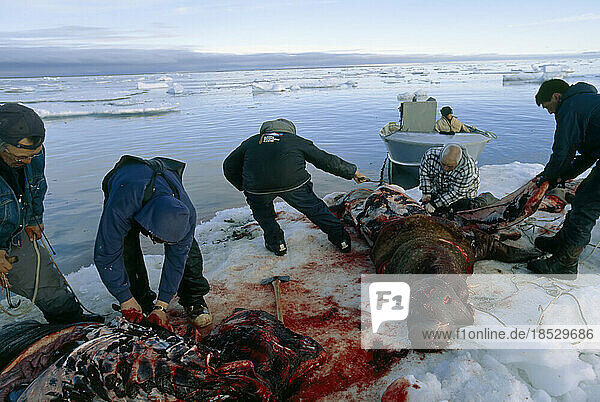 Inuit bei der Walrossjagd: Ausnehmen und Entnahme von Organen auf dem Eis  Nordalaska  USA; North Slope  Alaska  Vereinigte Staaten von Amerika