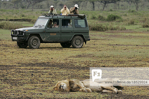 Touristen fotografieren Löwen aus einem Geländewagen während einer Safari; Serenera  Tansania
