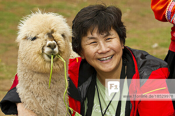 Chinesisch-amerikanischer Tourist mit einem Lama (Lama glama) am Machu Picchu; Machu Picchu  Peru