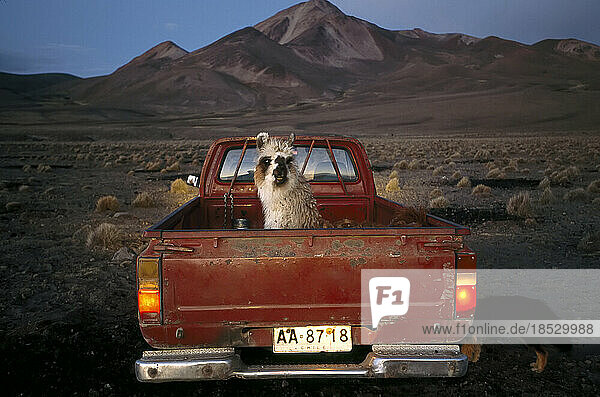 Vor dem Hintergrund der Wüste sitzt ein Lama auf dem Rücksitz eines roten Pickups; Atacama-Wüste  Chile