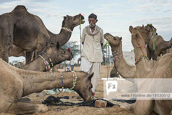 Pushkar Camel Fair; Pushkar  Rajasthan  India