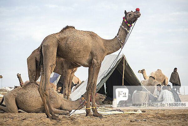 Pushkar Camel Fair; Pushkar  Rajasthan  India