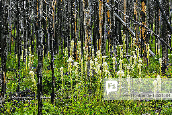 Wiederaufwuchs einer Gruppe von Bärengras (Xerophyllum tenax) in einem üppigen grünen Unterholz eines Waldes mit verbrannten Baumstämmen im Hintergrund; Waterton  Alberta  Kanada