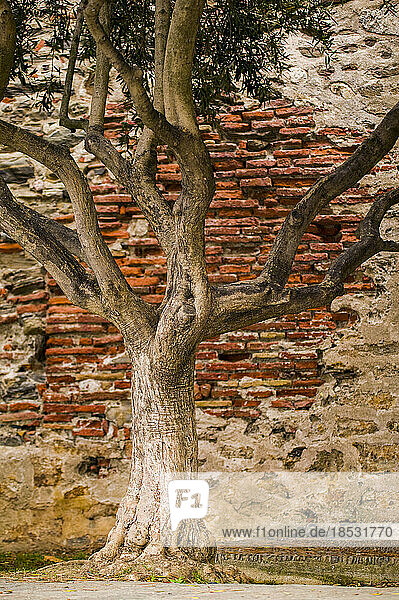 Baum vor einer alten Backsteinmauer; Collioure  Pyrenees Orientales  Frankreich