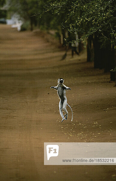 Verreauxs Sifaka-Lemur (Propithecus verreauxi) springt in die Luft; Madagaskar Republik