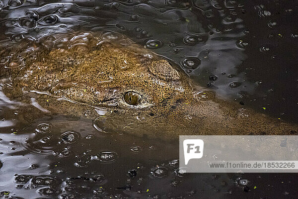 Krokodil im Süßwasser mit Regentropfen; Queensland  Australien