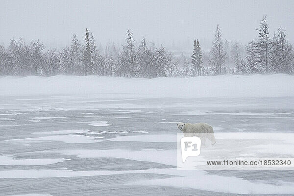 Eisbär (Ursus maritimus) an den Ufern der Hudson Bay mit Eisnebel in der Kälte; Churchill  Manitoba  Kanada