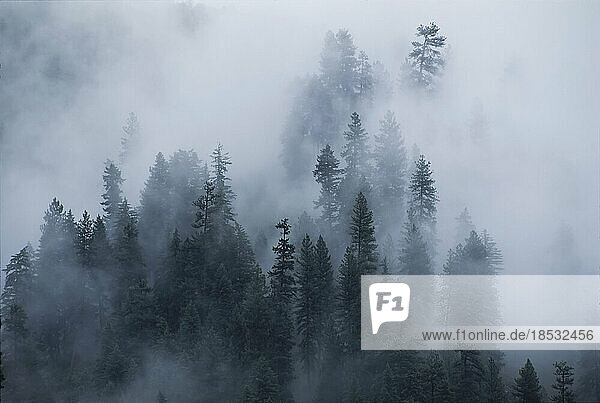 Fichten spitzen durch den Nebel im Yoho National Park  BC  Kanada; British Columbia  Kanada