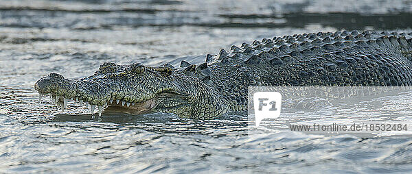 Salzwasserkrokodil (Crocodylus porosus) mit Zähnen im Hunter River  Westaustralien; Kimberley-Region  Australien