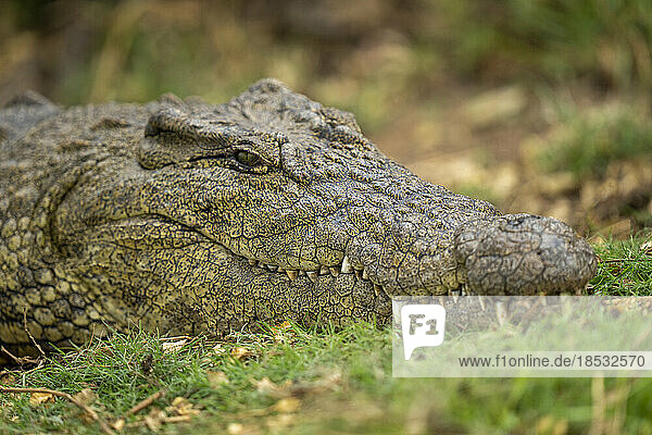 Nahaufnahme des Kopfes eines Nilkrokodils (Crocodylus niloticus) auf Gras im Chobe-Nationalpark; Chobe  Botsuana