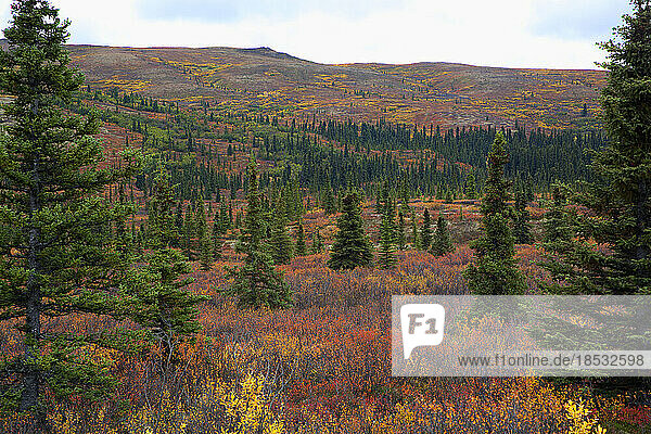 Atemberaubende Herbstfarben der Tundra in gemischten Gelb-  Orange- und Rottönen im Denali Park; Alaska  Vereinigte Staaten von Amerika