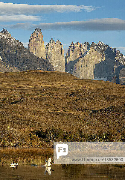 Schwarzhalsschwäne (Cygnus melancoryphus) und die Granittürme im Torres del Paine National Park; Patagonien  Chile