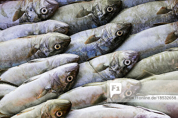 Fisch zum Verkauf auf einem lokalen Markt; Collioure  Pyrenees Orientales  Frankreich