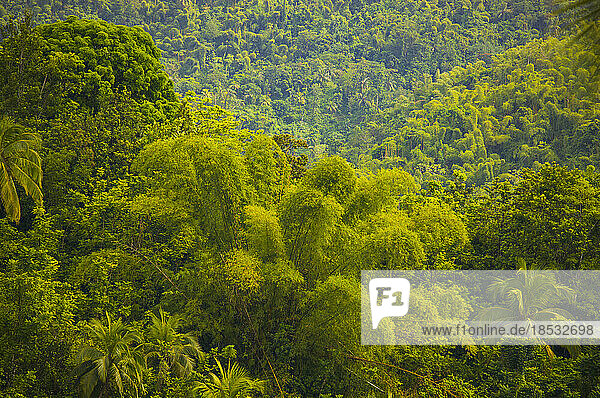 Üppiges Laub in einem dichten Wald entlang der Straße nach Moore Town  Jamaika; Moore Town  Port Antonio  Jamaika