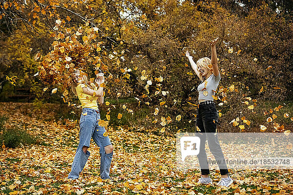Zwei Mädchen im Teenageralter bewerfen sich gegenseitig mit Blättern und haben Spaß in einem Stadtpark an einem warmen Herbsttag; St. Albert  Alberta  Kanada.