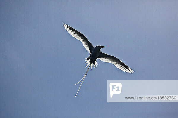 Seevogel mit langem Schwanz  der mit ausgebreiteten Flügeln fliegt; Seychellen