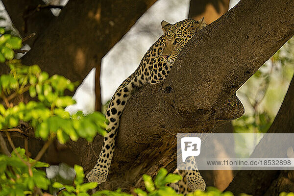 Leopard (Panthera pardus) liegt starr auf einem Baumzweig im Chobe-Nationalpark; Chobe  Botswana