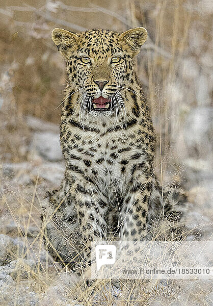 Porträt eines jungen männlichen Leoparden (Panthera pardus)  sitzend mit geöffnetem Maul; Okaukuejo  Etosha-Nationalpark  Kunene  Namibia