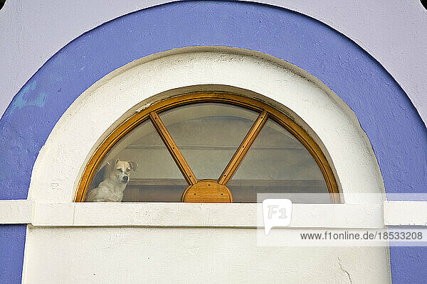 Hund steht in einem Fenster über einem Türrahmen; San Juan  Puerto Rico