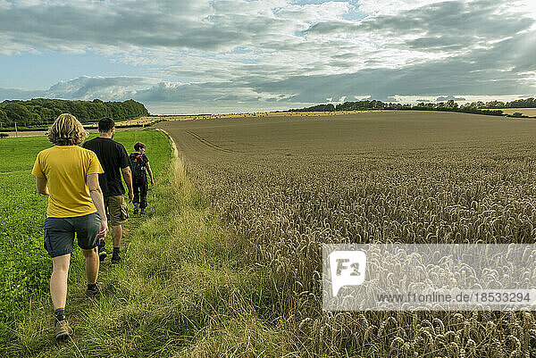 Blick von hinten auf drei Personen  die entlang des Grases durch die goldenen Weizenfelder um Rockbourne in der Nähe von Salisbury wandern  unter einem bewölkten  blauen Himmel; Wiltshire  England