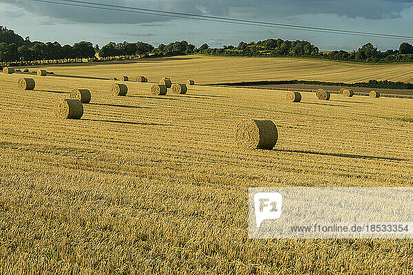 Landschaftliche Ansicht von aufgerollten  runden Strohballen  die die goldenen Getreidefelder um Rockbourne  in der Nähe von Salisbury  schmücken; Wiltshire  England