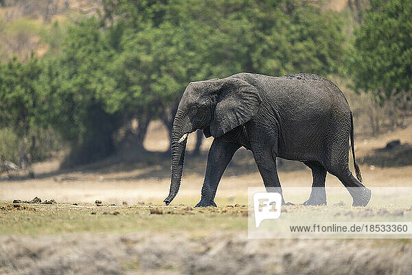 Afrikanischer Buschelefant (Loxodonta africana) spaziert über die grasbewachsene Flussaue im Chobe-Nationalpark; Chobe  Botswana