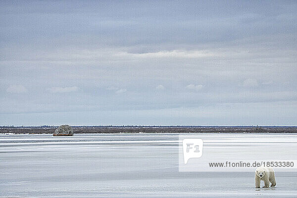 Eisbär (Ursus maritimus) beim Spaziergang auf einem zugefrorenen See; Churchill  Manitoba  Kanada