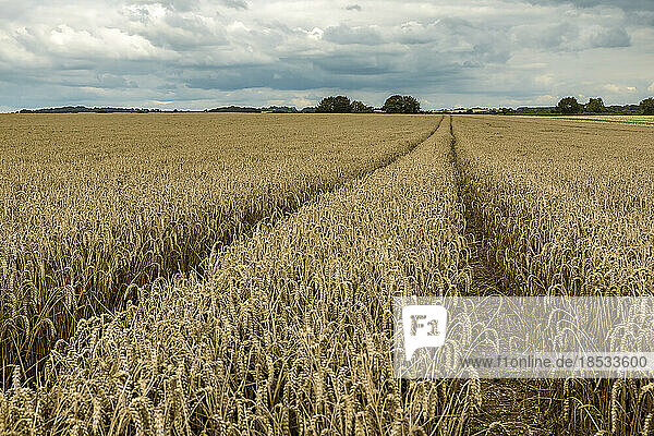 Landschaftliche Ansicht von goldenem Getreide  Weizenfelder um Rockbourne  in der Nähe von Salisbury  mit Traktorspuren unter einem stürmischen  grauen Himmel; Wiltshire  England