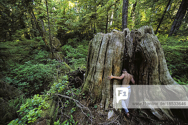 Mann ohne Hemd betritt einen hohlen Baumstumpf in einem dichten Wald im Pacific Rim National Park  BC  Kanada; Vancouver Island  British Columbia  Kanada