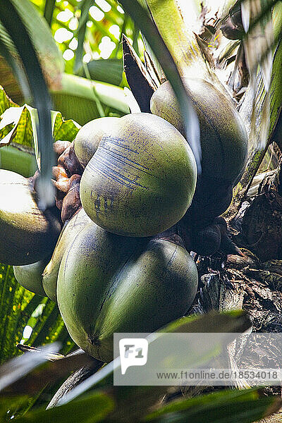 Unreife  exotische Früchte wachsen an einem Baum; Seychellen