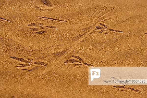 Roadrunner-Spuren im Sand am Lake Powell  Glen Canyon National Recreation Area  Utah  USA; Utah  Vereinigte Staaten von Amerika