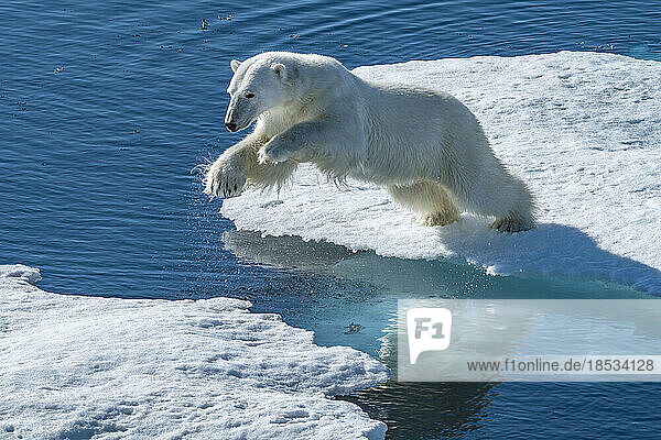 Eisbär (Ursus maritimus) springt am Rande des Meereises; Baffininsel  Nunavut  Kanada