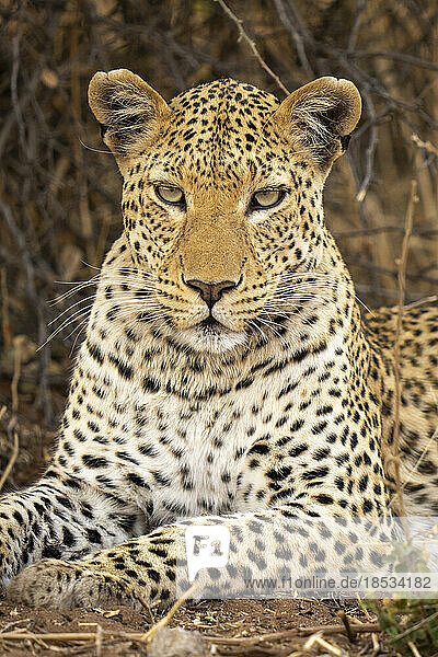 Nahaufnahme eines männlichen Leoparden (Panthera pardus)  der der Kamera zugewandt ist  im Chobe-Nationalpark; Chobe  Botswana