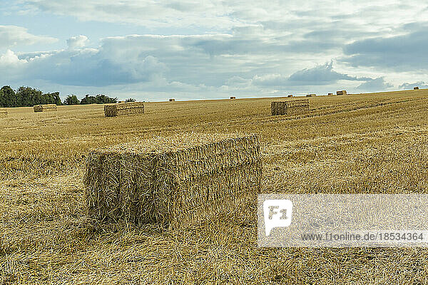 Rechteckige Strohballen inmitten des geernteten goldenen Getreides  Weizenfelder um Rockbourne  nahe Salisbury  unter einem stürmischen  grauen Himmel; Wiltshire  England