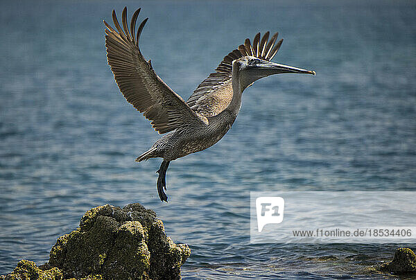 Pelikan fliegt von einem moosbewachsenen Felsen am Wasser; Baja California  Mexiko