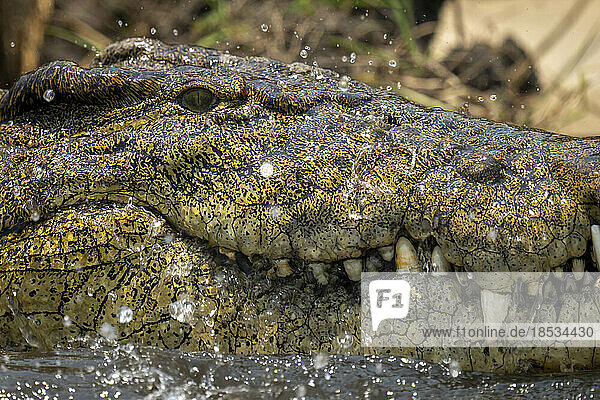 Nahaufnahme eines im Wasser liegenden Nilkrokodils (Crocodylus niloticus) im Chobe-Nationalpark; Chobe  Botsuana