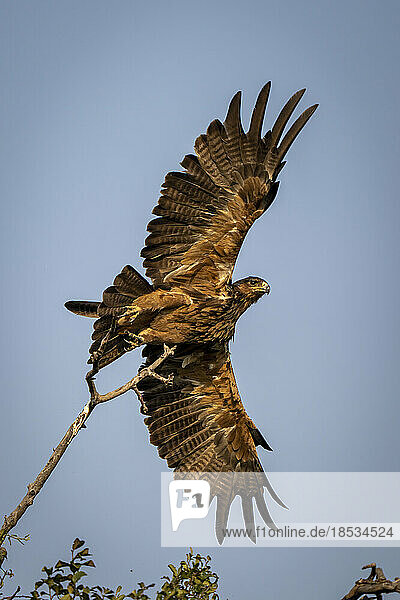 Raubadler (Aquila rapax) beim Abflug von einem dünnen Ast im Chobe-Nationalpark; Chobe  Botswana