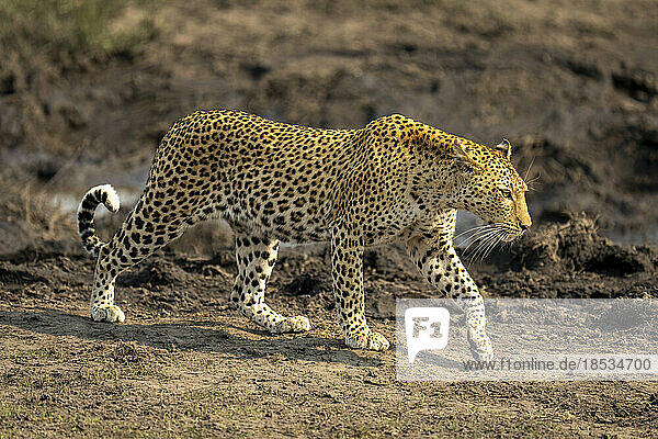 Weiblicher Leopard (Panthera pardus) passiert schlammigen Teich im Sonnenschein im Chobe-Nationalpark; Chobe  Botswana