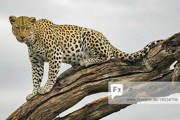 Porträt eines weiblichen Leoparden (Panthera pardus) auf einem Baumzweig; Okavango-Delta  Botswana