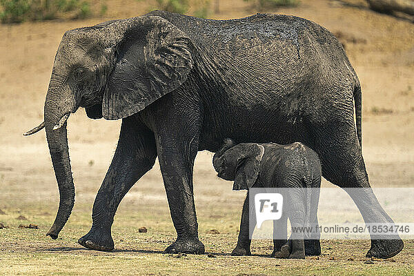 Kleiner Afrikanischer Buschelefant (Loxodonta Africana) versucht  bei seiner Mutter zu saugen; Chobe  Botswana