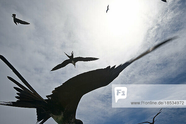 Große Fregattvögel (Fregata minor) fliegen am Himmel; Santa Cruz Island  Galapagos-Inseln  Ecuador.