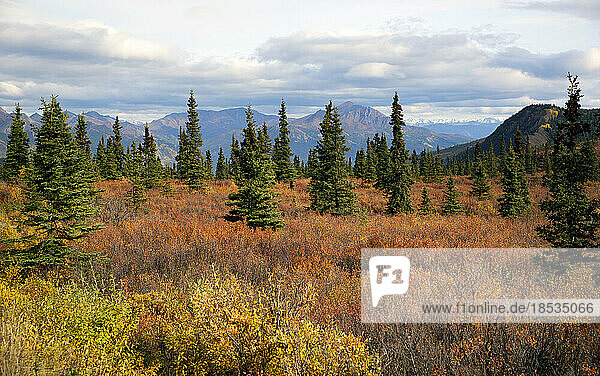Spektakuläre Herbstfarben beleuchten die Tundra in Orange-  Gelb- und Rosatönen und die Berggipfel in der Ferne im Denali State Park  mit offenen Buschfeldern  die diese Gegend zu einem Elchgebiet machen; Alaska  Vereinigte Staaten von Amerika