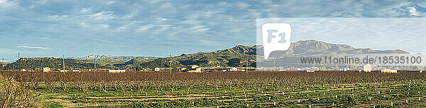 Ländliche Szene einer Obstbaumplantage mit Bauernhäusern und Bergen im Hintergrund; Benissanet  Tarragona  Spanien