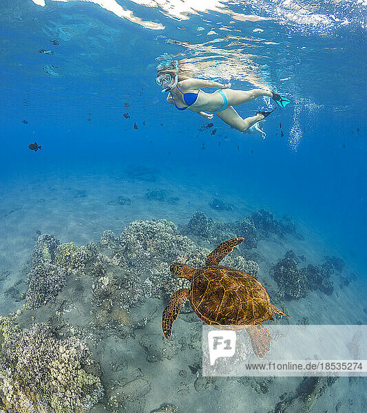 Green sea turtle (Chelonia mydas) and free diver; Hawaii  United States of America