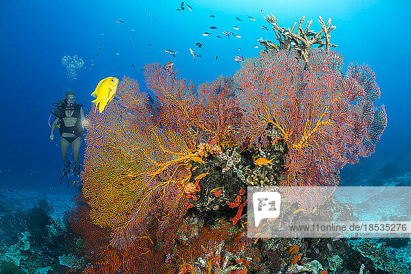 Taucher an einem mit Gorgonien bewachsenen Korallenkopf und einer Goldenen Jungfer (Amblyglyphidodon aureus); Fidschi