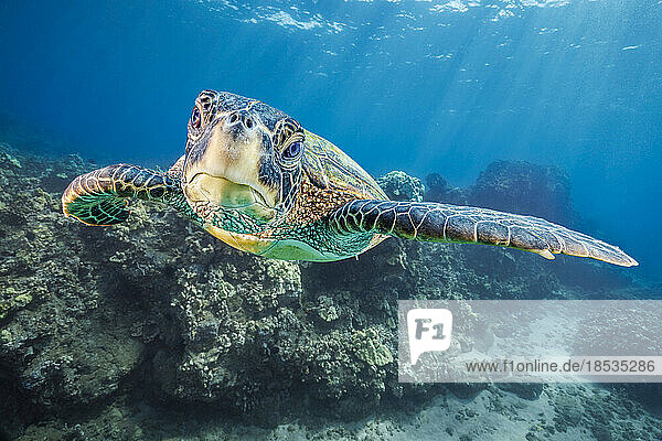 Nahaufnahme einer Grünen Meeresschildkröte (Chelonia mydas)  einer bedrohten Art  unter Wasser vor West Maui  Hawaii  USA; Hawaii  Vereinigte Staaten von Amerika