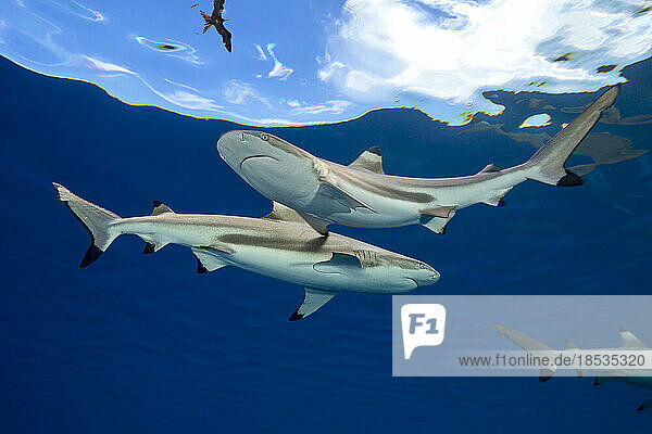 Prächtige Fregattvögel (Fregata magnificens) im Flug über Schwarzspitzen-Riffhaien (Carcharhinus melanopterus); Yap  Mikronesien