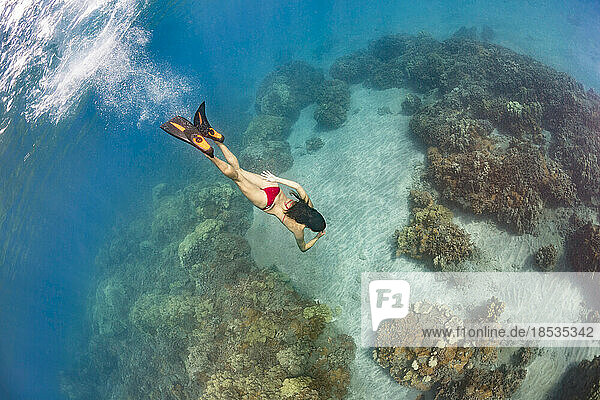 Young woman in a red bikini free diving over a reef off the island of Maui  Hawaii  USA; Maui  Hawaii  United States of America
