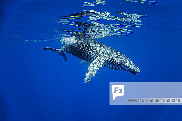 Buckelwal (Megaptera novaeangliae) unter Wasser  Hawaii. Die Hawaii-Inseln sind das wichtigste Winterbrutgebiet für die Buckelwalpopulation im Nordpazifik; Hawaii  Vereinigte Staaten von Amerika