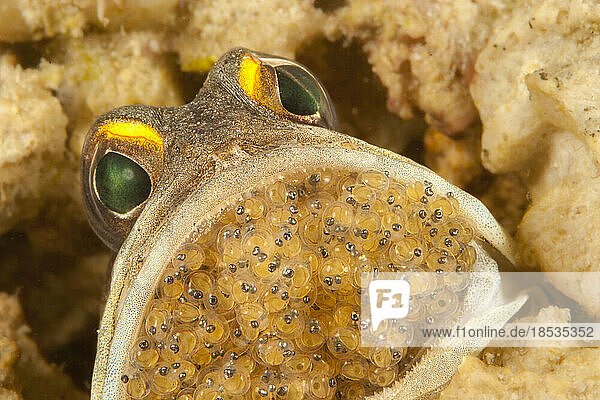 Männlicher Gold-Spezies-Kieferfisch (Opistognathus randalli) mit Maul  der Eier ausbrütet  auch bekannt als der Gelbbinden-Kieferfisch. Die Augen sind deutlich in den Eiern zu sehen  was darauf hindeutet  dass sie bald schlüpfen werden; Mabul Island  Malaysia